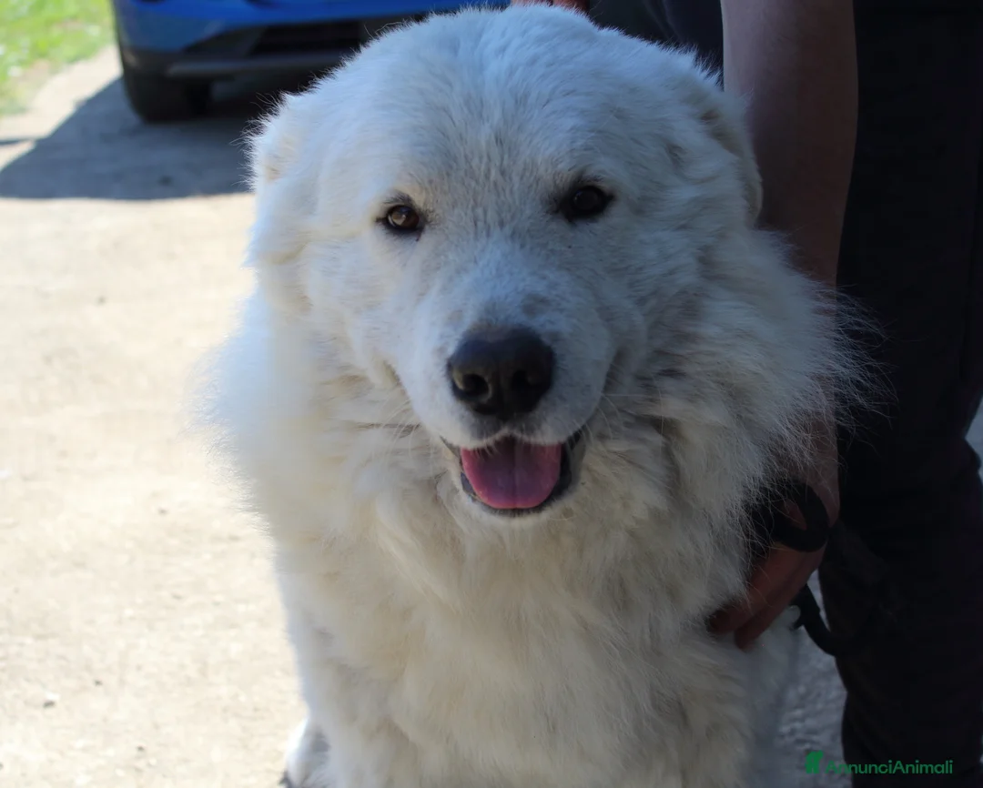 Pastore Maremmano cani in vendita: cucciole di pastore maremmano - Annuncio 2