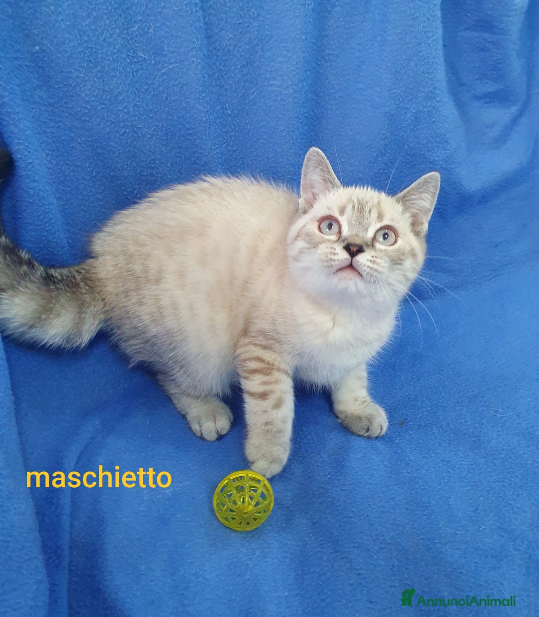 Scottish gatti in vendita: Scottish fold e straight  a Provincia di Frosinone - Immagine 7