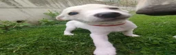 Pastore Svizzero cani in vendita: Cuccioli di pastore svizzero bianco a pelo corto - Annuncio 7