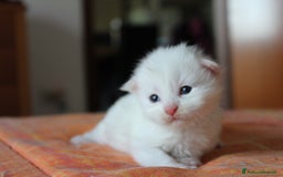 Maine Coon gatti in vendita: Maine Coon  - Immagine 6