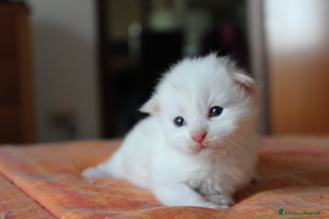 Maine Coon gatti in vendita: Maine Coon  - Immagine 6