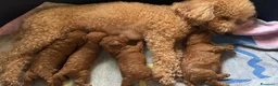 Barboncino cani in vendita: Vendo cucciolo di barboncino red - Annuncio 2