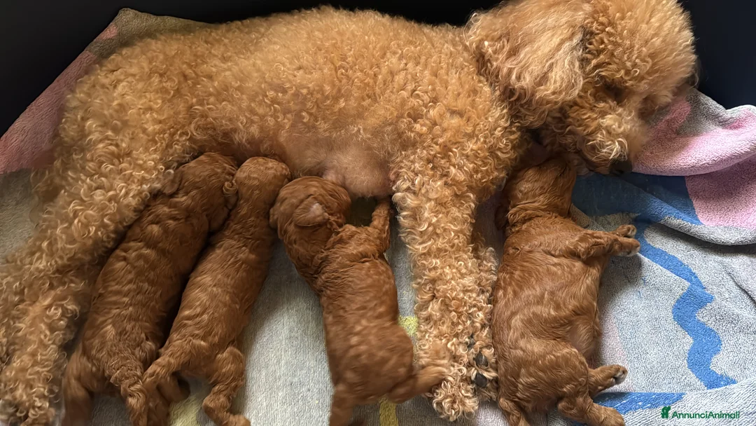 Barboncino cani in vendita: Vendo cucciolo di barboncino red - Annuncio 2