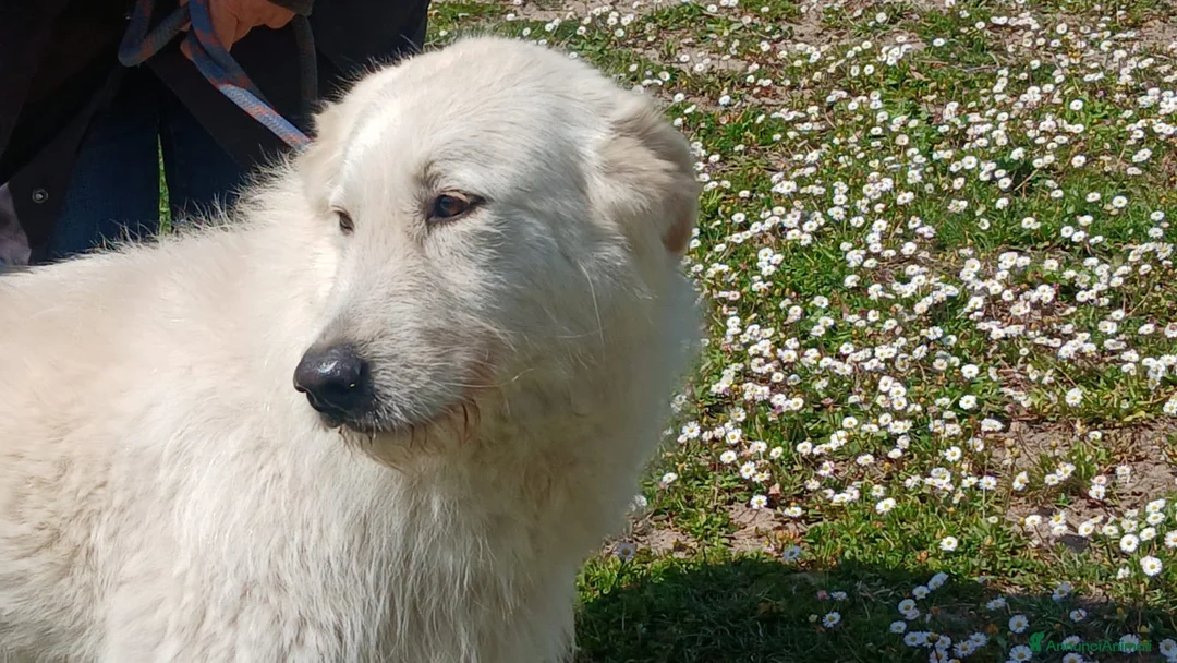 Meticcio cani in regalo: ROBERTA PAROLA D'ORDINE...ALLEGRIA, IN ADOZIONE - Annuncio 4