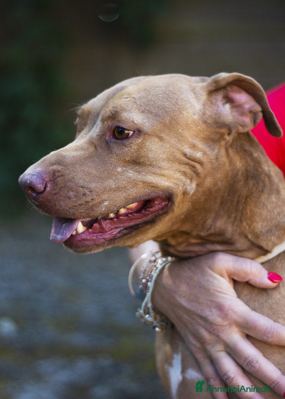 Pitbull cani KIRA DAL DIVANO AL CANILE, IN ADOZIONE - Annuncio 1