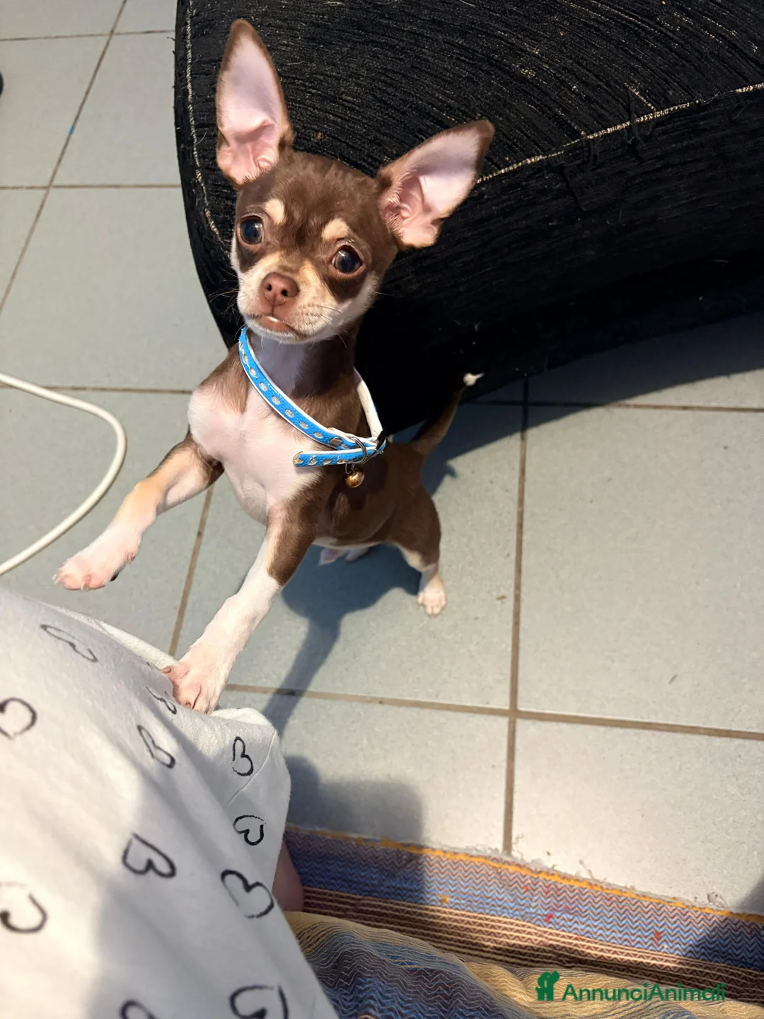 Chihuahua cani in vendita: Chihuahua maschio  a Città Metropolitana di Torino - Annuncio 4