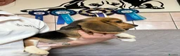 Beagle cani in vendita: Beagle  a Provincia di Latina - Annuncio 7