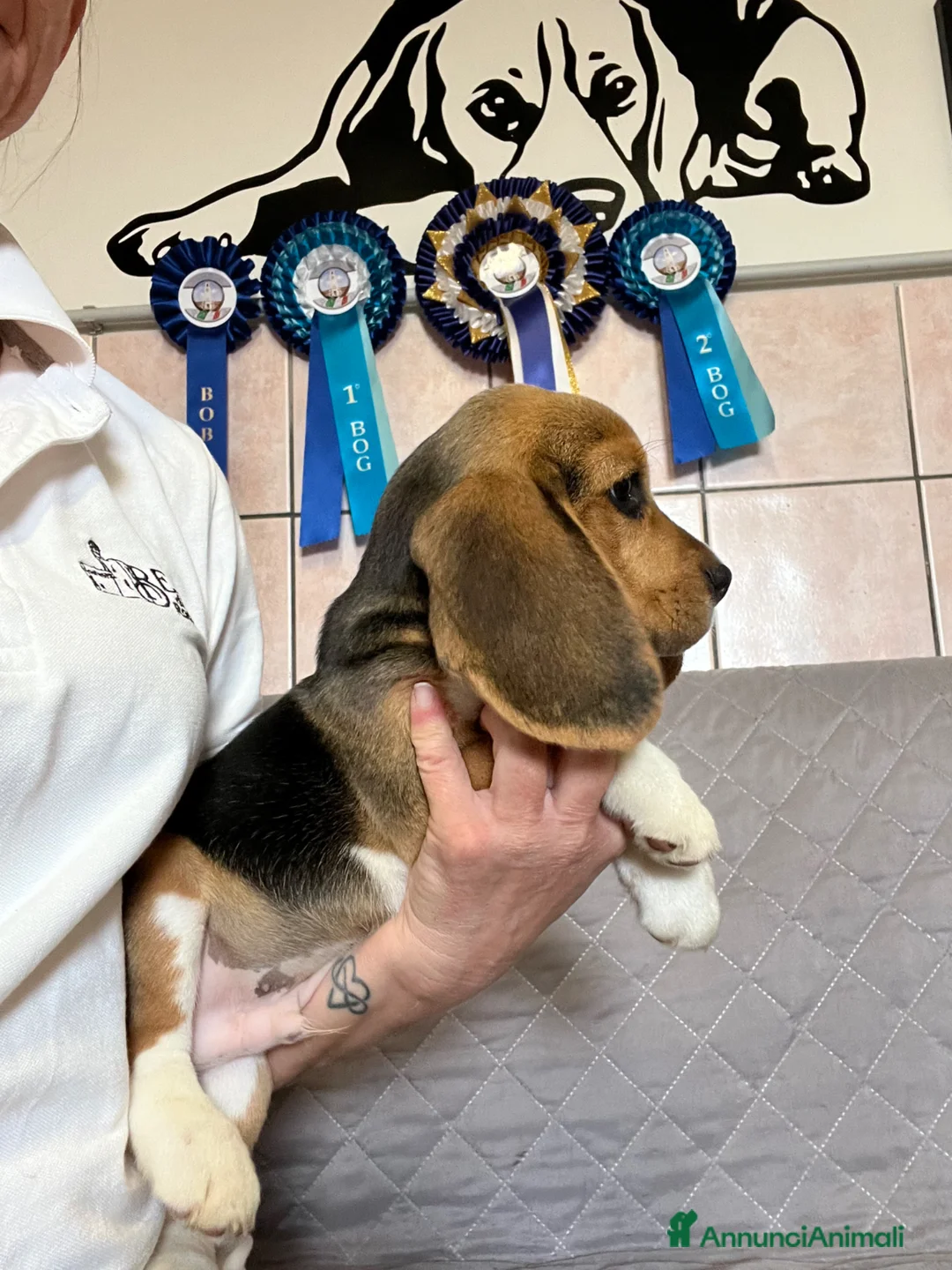Beagle cani in vendita: Beagle  a Provincia di Latina - Annuncio 7