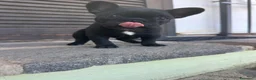 Bulldog Francese cani in vendita: bulldog francese nero tigrato  - Annuncio 4