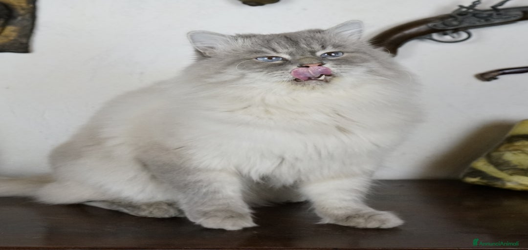 Immagine della galleria {{count}}