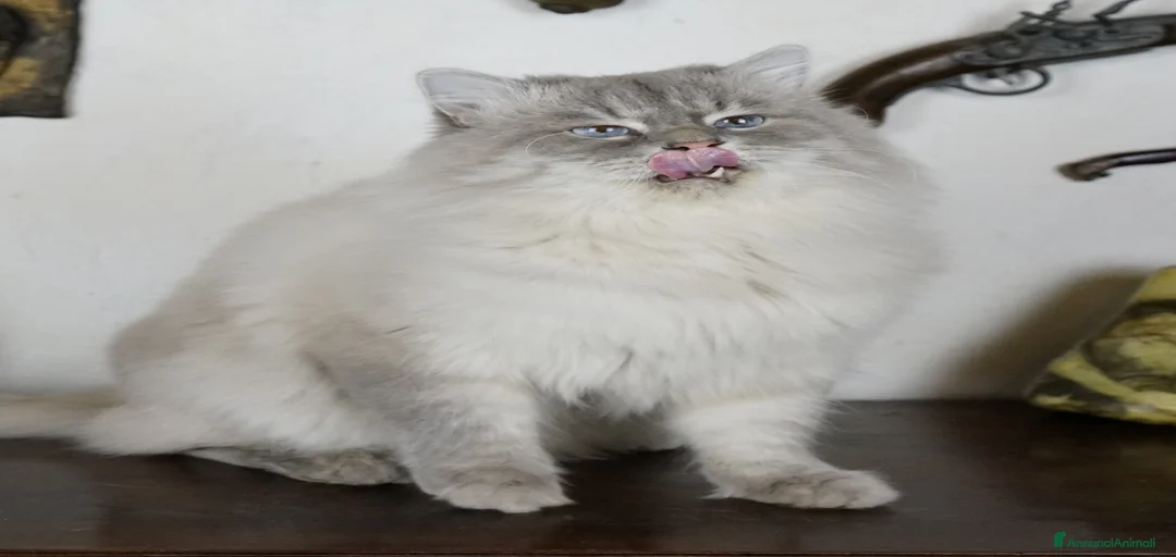 Immagine della galleria {{count}}