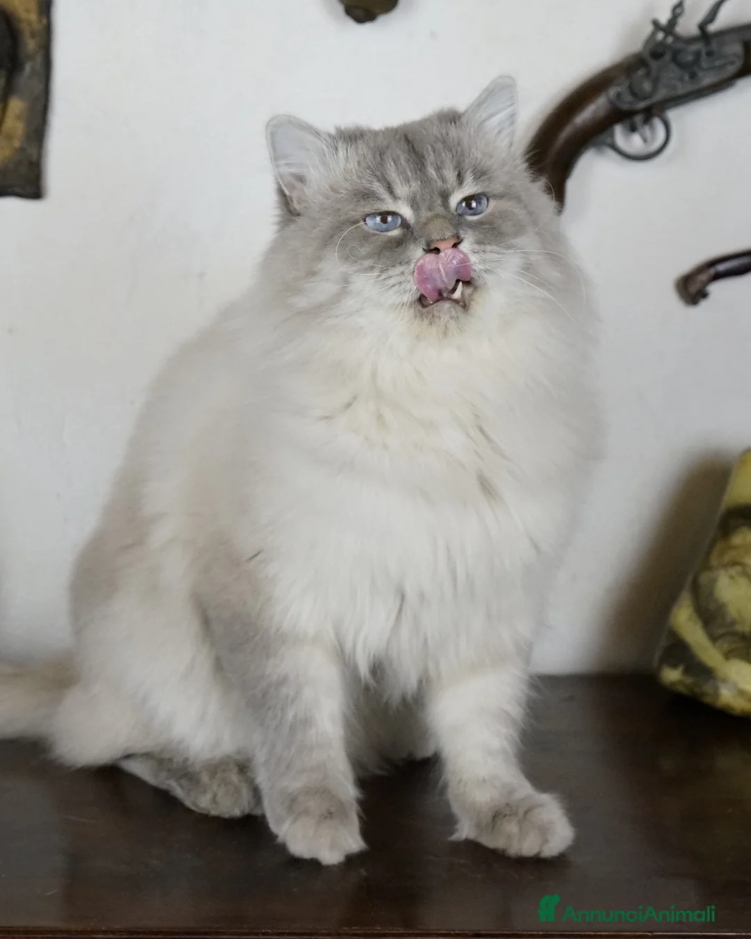 Immagine della galleria {{count}}