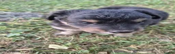 Meticcio cani in regalo: Regalo cuccioli - Annuncio 4