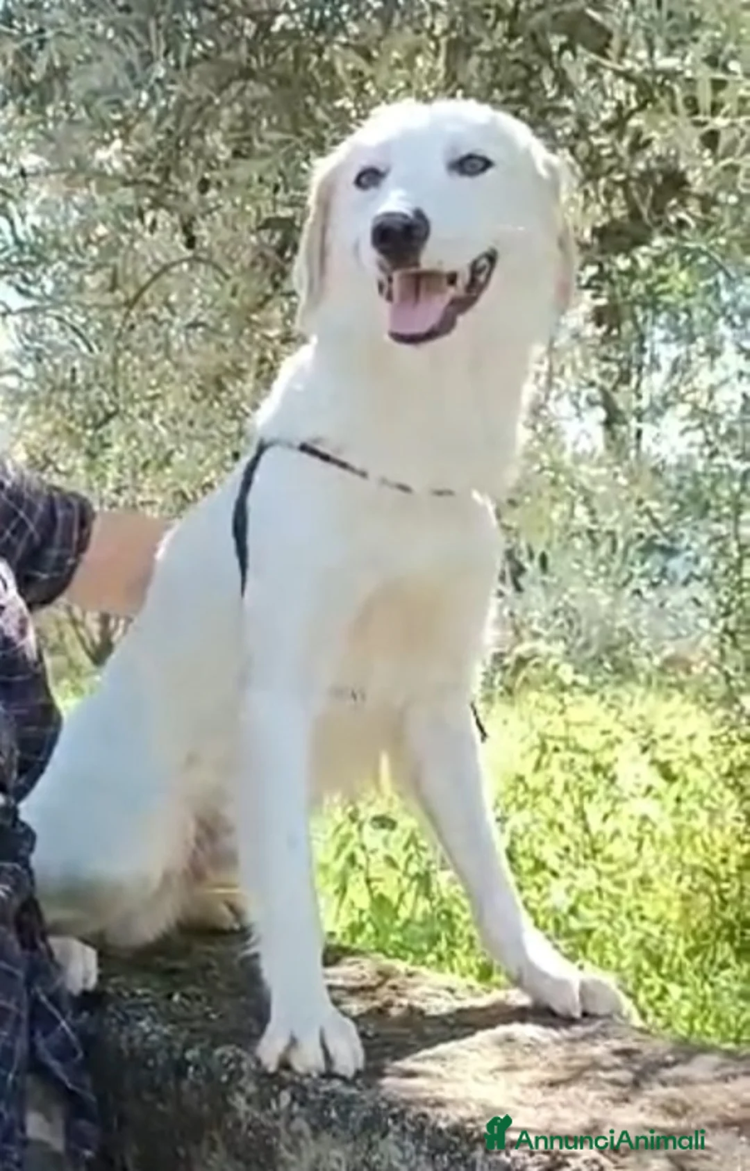 Meticcio cani in regalo: Fratello/sorella 4anni tg media bellissimi CALABRI - Annuncio 6