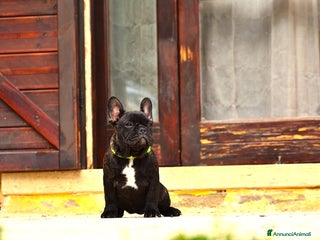 Bulldog Francese cani - Annuncio 5