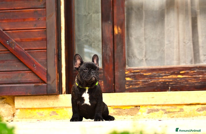 Bulldog Francese cani - Annuncio 2
