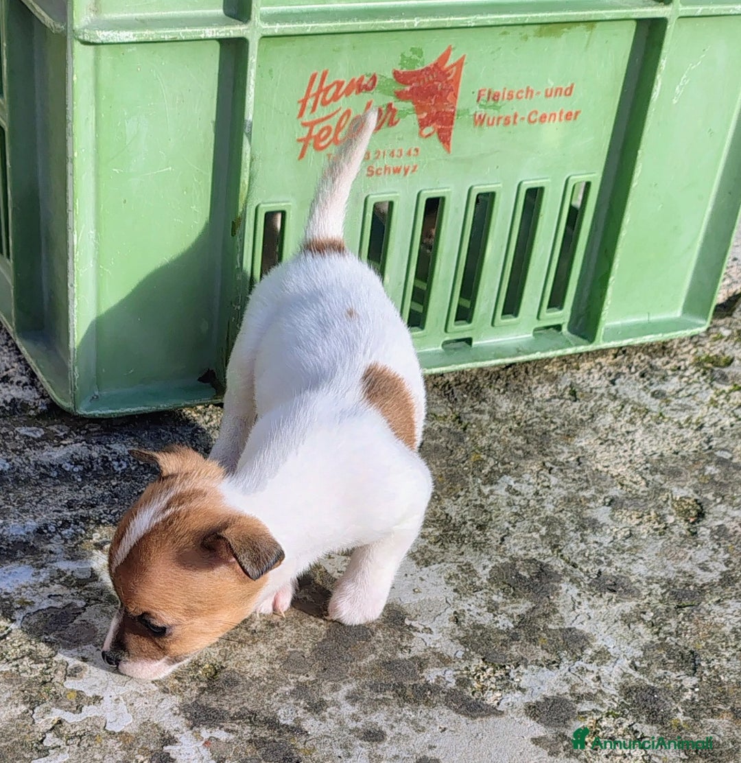 Jack Russell cani in vendita: Cucciole jack russel  - Annuncio 4