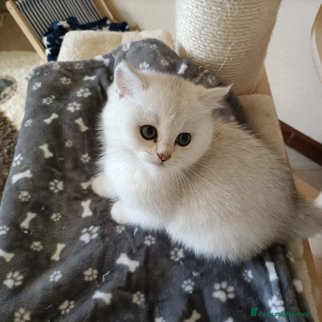 British gatti in vendita: Mirtilla cerca a casa  - Annuncio 5
