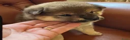 Shiba Inu cani in vendita: Shiba inu - Annuncio 6