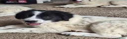 Meticcio cani in vendita: 🐶Cucciola femmina Pastore Maremmano e dei Pirenei - Annuncio 6