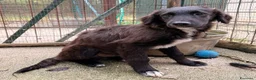Setter Inglese cani in regalo: ADOTTA IL BELLISSIMO YUKI a Città Metropolitana di Bologna - Annuncio 1