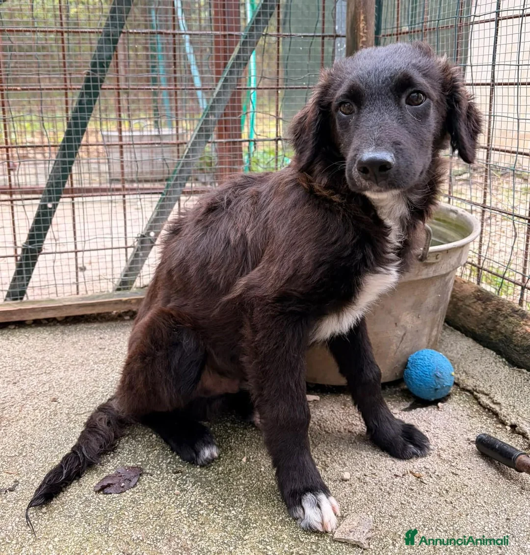 Setter Inglese cani in regalo: ADOTTA IL BELLISSIMO YUKI a Città Metropolitana di Bologna - Annuncio 1