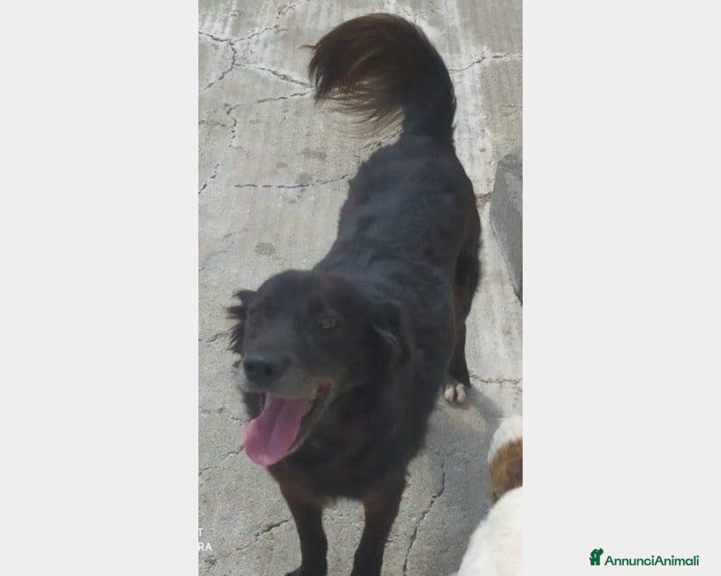 Meticcio cani Portato in canile,il figlio voleva 1cane +piccolo! a Milano - Annuncio 15