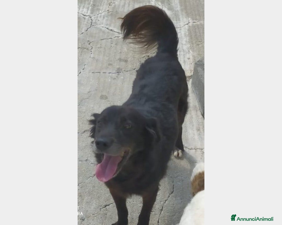 Meticcio cani in regalo: Portato in canile,il figlio voleva 1cane +piccolo! a Milano - Annuncio 1