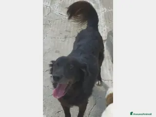 Meticcio cani Portato in canile,il figlio voleva 1cane +piccolo! a Milano - Annuncio 21