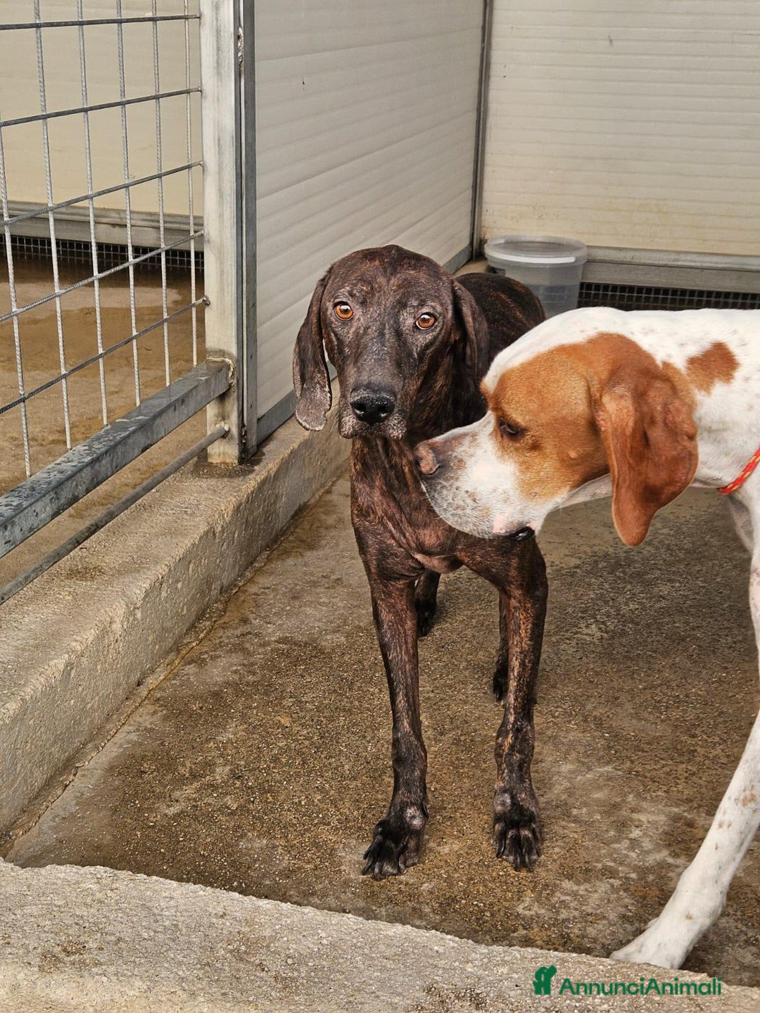 Bracco cani in regalo: Michele: adozione del cuore - Annuncio 7