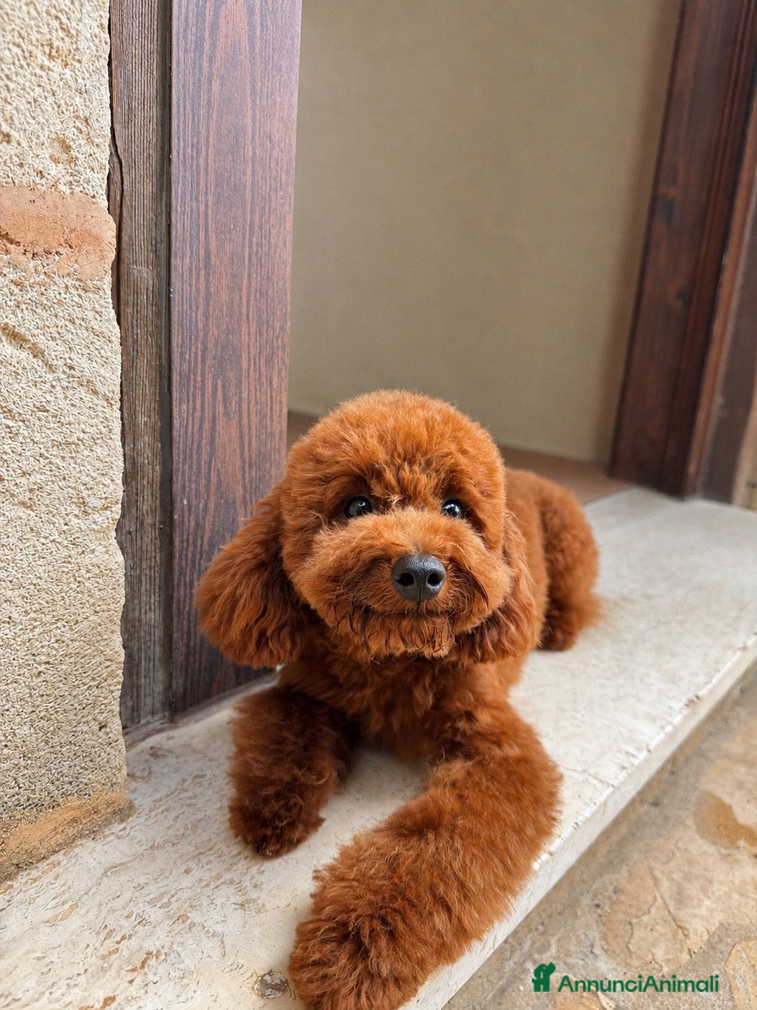 Barboncino Toy cani Monta barboncino toy - Annuncio 1