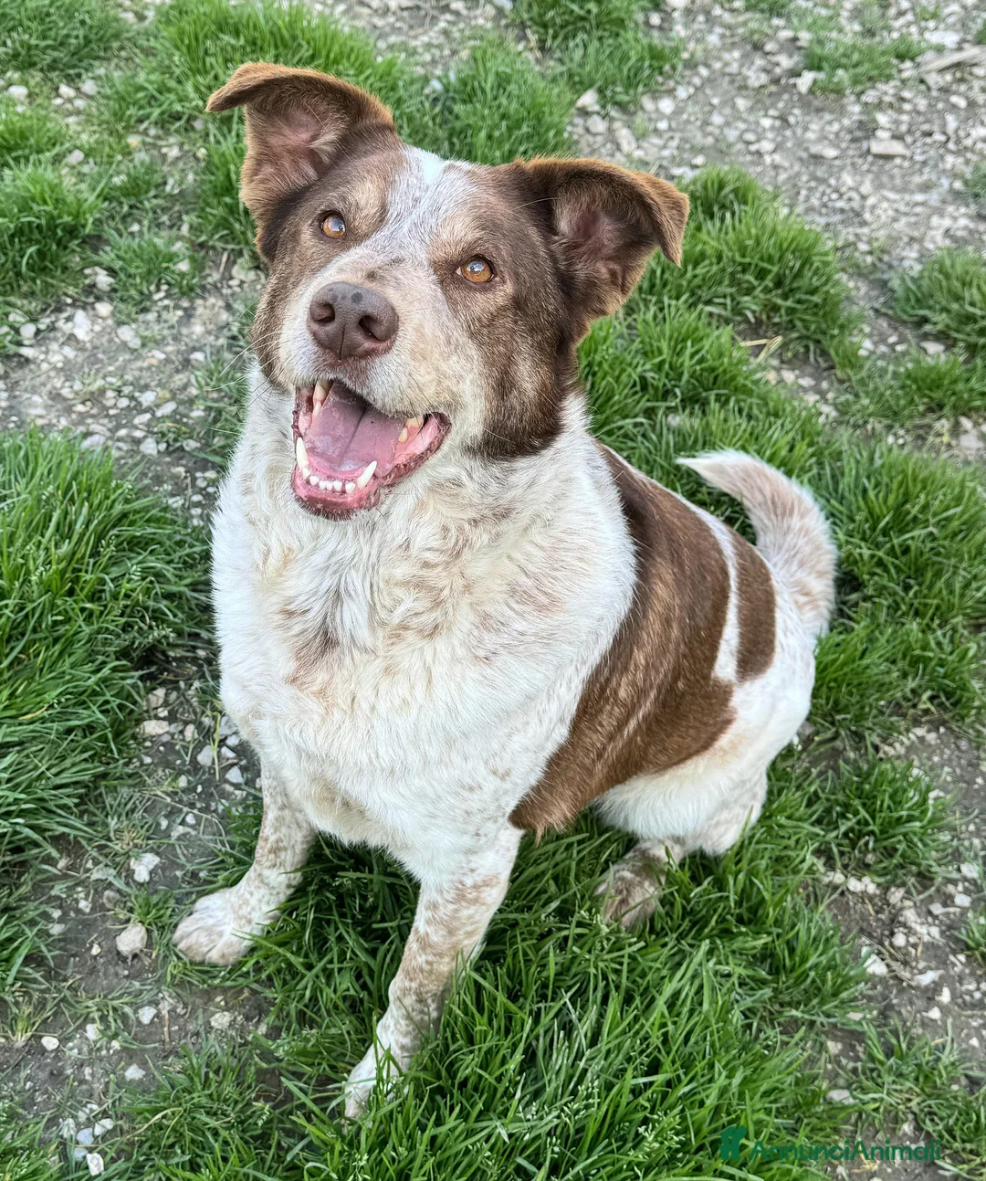 Meticcio cani in regalo: Kikka 4 anni Taglia media  a Provincia di Teramo - Annuncio 7