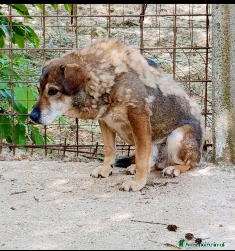 Meticcio cani ADOZ.DEL💔: in canile da12anni:ora solo,senza comp - Annuncio 24