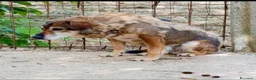 Meticcio cani in regalo: ADOZ.DEL💔: in canile da12anni:ora solo,senza comp - Annuncio 1
