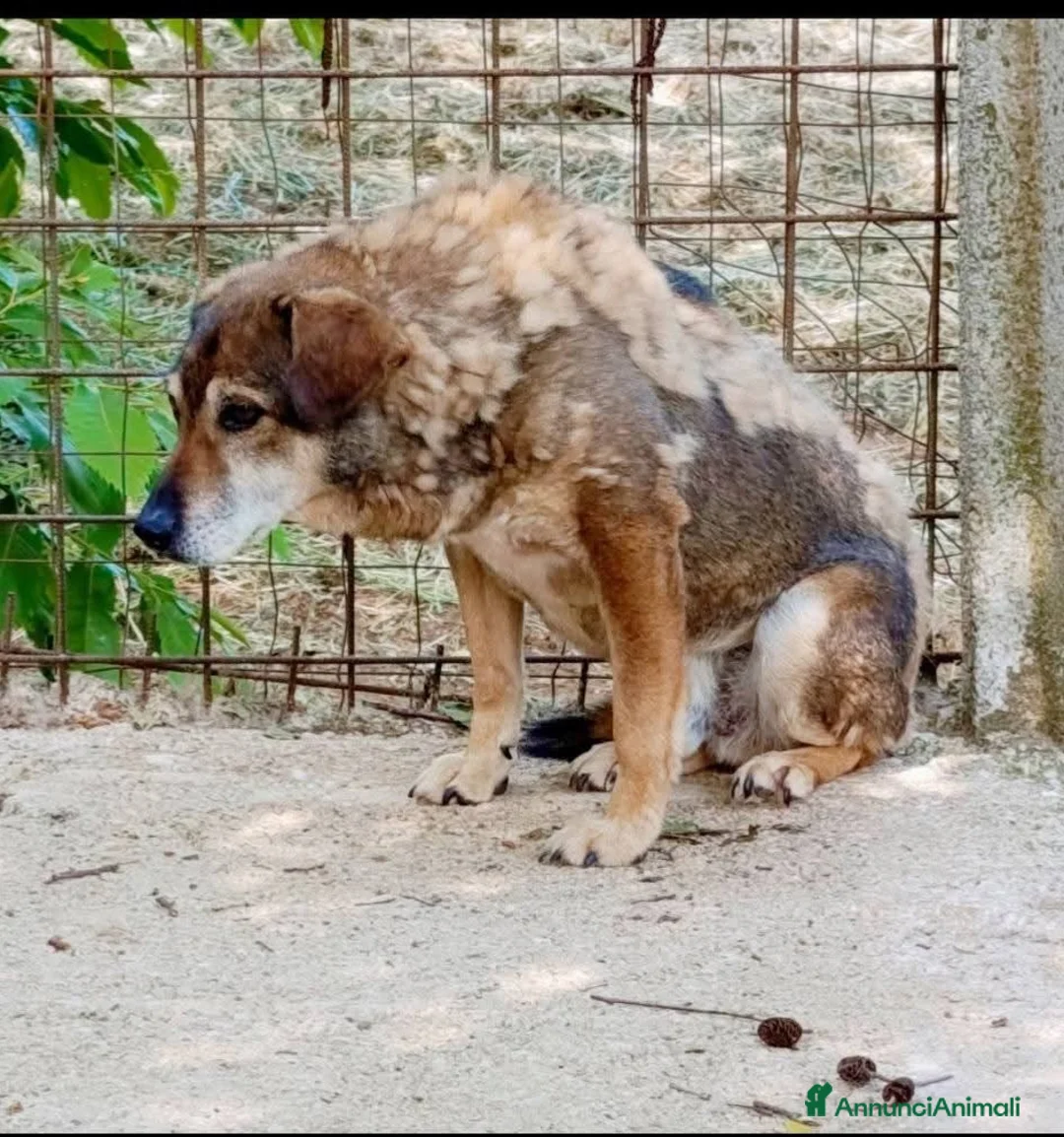 Meticcio cani in regalo: ADOZ.DEL💔: in canile da12anni:ora solo,senza comp - Annuncio 1