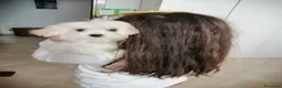 Maltese cani in vendita: CUCCIOLI DI RAZZA MALTESE - Annuncio 4