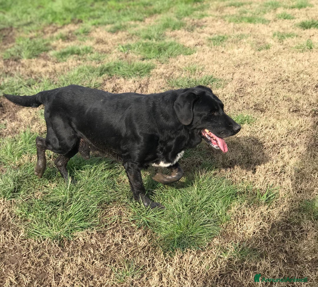 Meticcio cani in regalo: SANTO il nome giusto per lui a Provincia di Latina - Annuncio 3