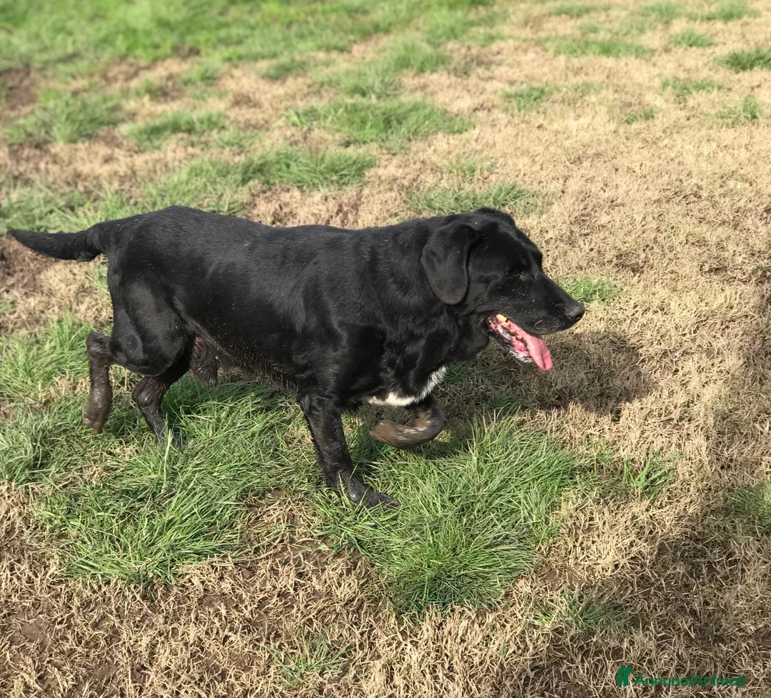 Meticcio cani in regalo: SANTO il nome giusto per lui a Provincia di Latina - Annuncio 3