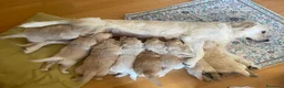 Golden Retriever cani in vendita: Cuccioli di Golsen Retriver  - Annuncio 4