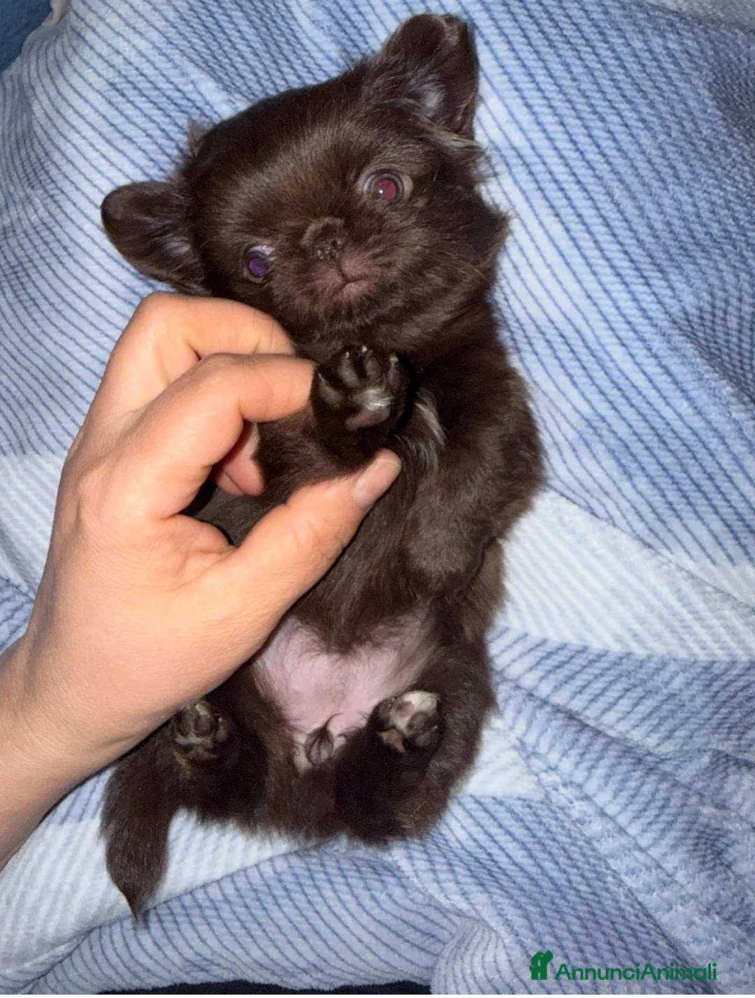 Chihuahua cani in vendita: Chihuahua mini pedigree Enci  - Annuncio 2