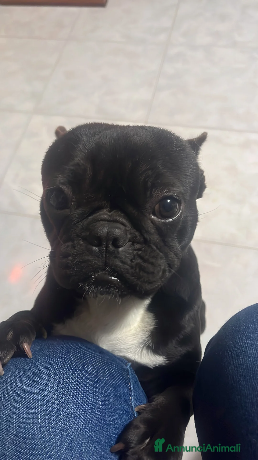 Bulldog Francese cani in vendita: Bulldog francese  a Città metropolitana di Sassari - Annuncio 1