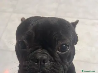 Bulldog Francese cani Bulldog francese - Annuncio 1