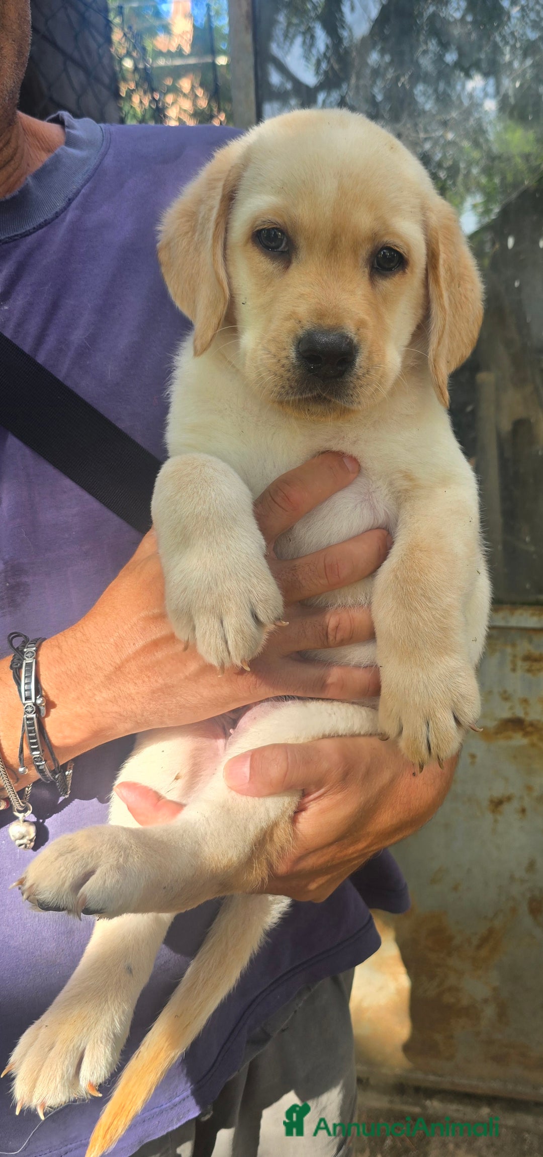 Labrador cani in vendita: Cuccioli Labrador  a Provincia di Perugia - Immagine 23