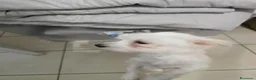 Maltese cani in vendita: Cane maltese femmina top razza pura a Città Metropolitana di Bologna - Annuncio 2