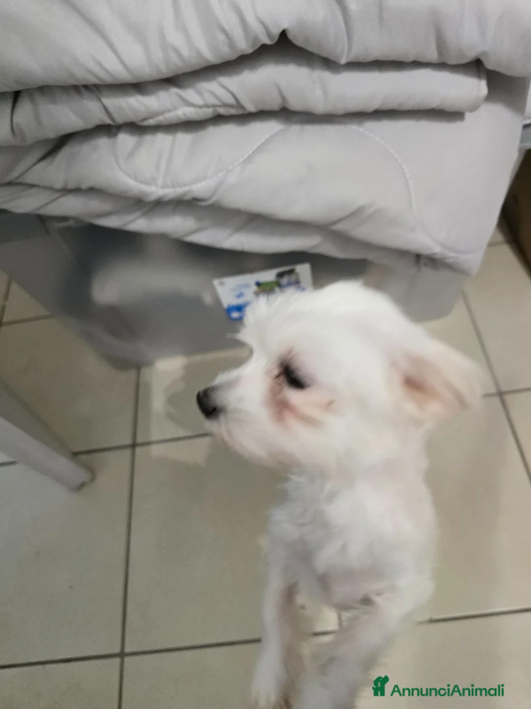 Maltese cani in vendita: Cane maltese femmina top razza pura a Città Metropolitana di Bologna - Annuncio 2