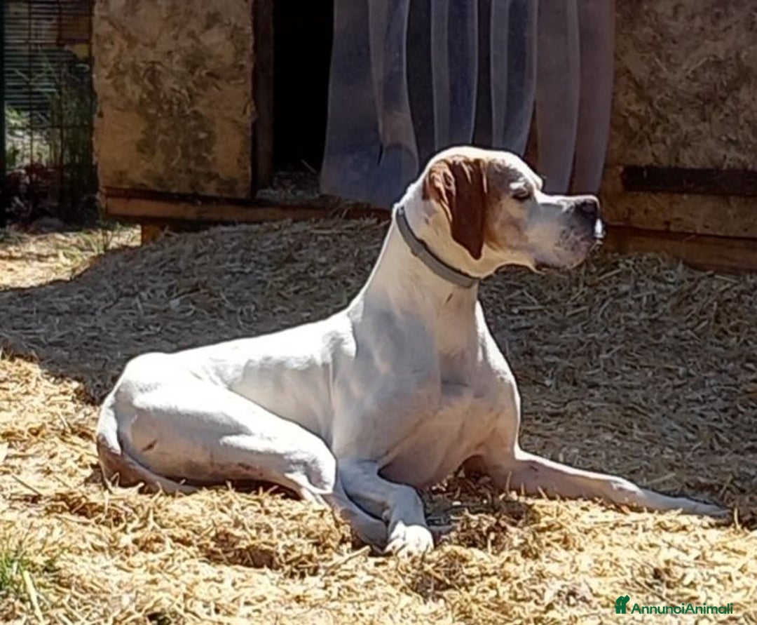 Pointer cani in regalo: DIANA dolcissima con tanta voglia di correre - Annuncio 4