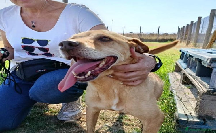 Meticcio cani a Provincia di Latina - Annuncio 14