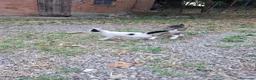 Altre razze gatti in regalo: Gattino cerca casa! a Provincia di Modena - Annuncio 5