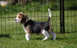 Beagle cani in vendita: Cuccioli di Beagle robusti e magnifici, KC Reg a Città metropolitana di Milano - Immagine 14