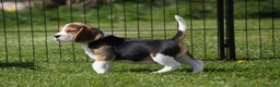 Beagle cani in vendita: Cuccioli di Beagle robusti e magnifici, KC Reg a Città metropolitana di Milano - Annuncio 14